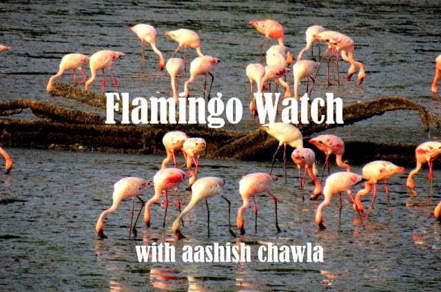 Flamingo Watch at Sewri Mudflats