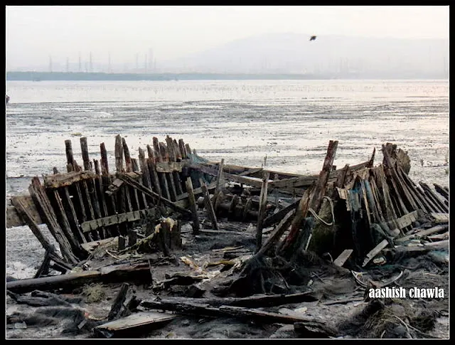 Flamingo Watch at Sewri Mudflats