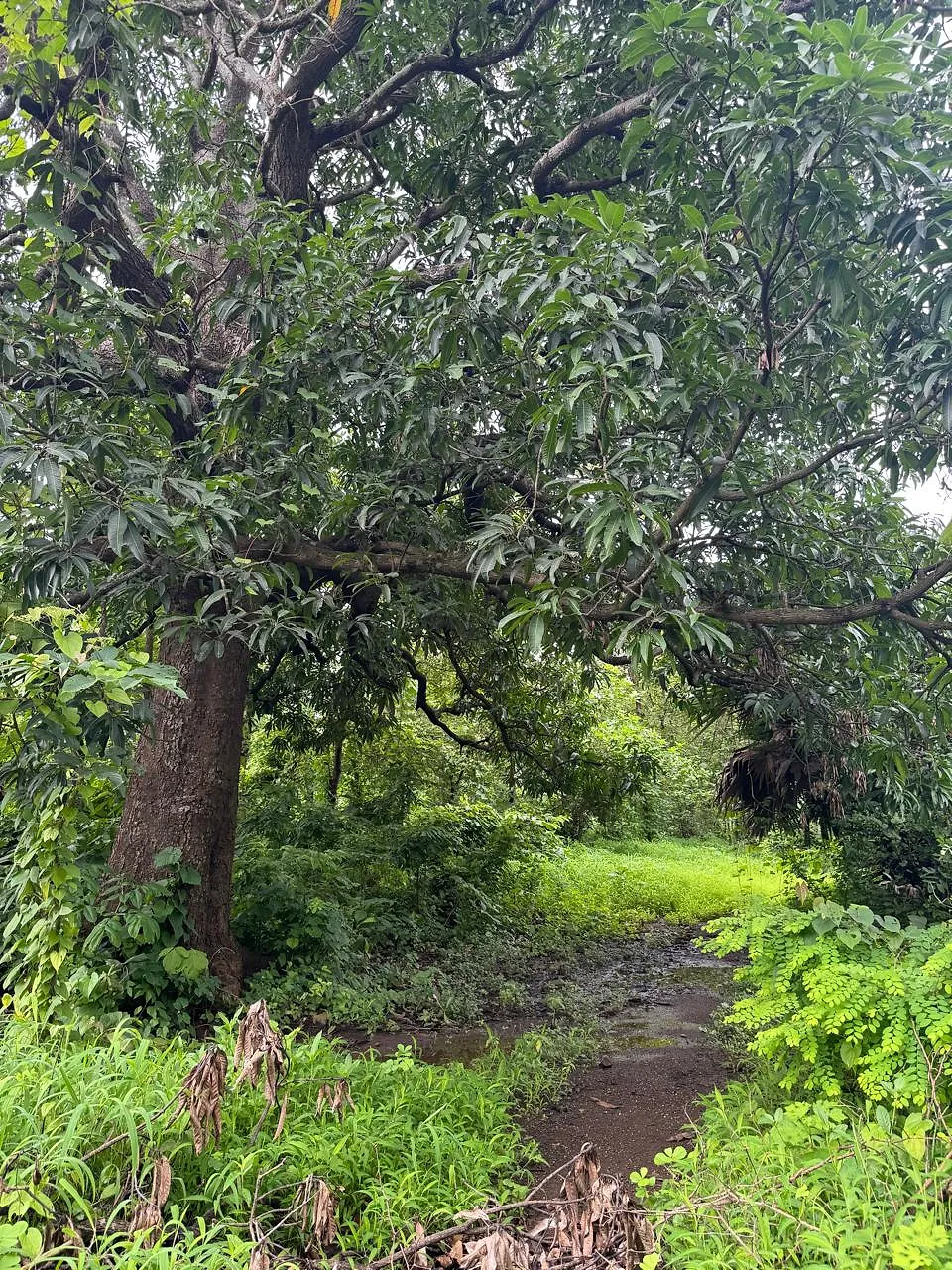 Mandakini Hill Trek – A Hidden Gem Near Mumbai