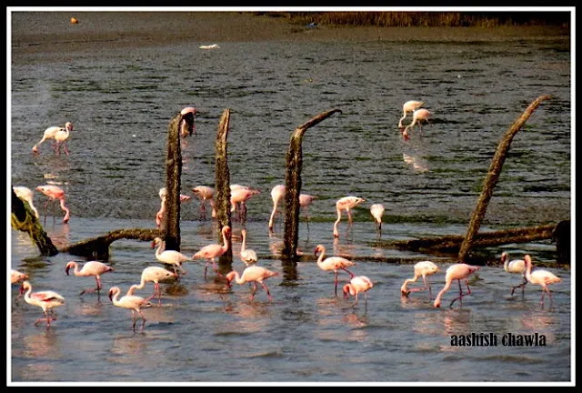 Flamingo Watch at Sewri Mudflats