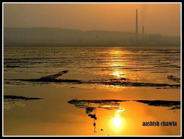 Flamingo Watch at Sewri Mudflats