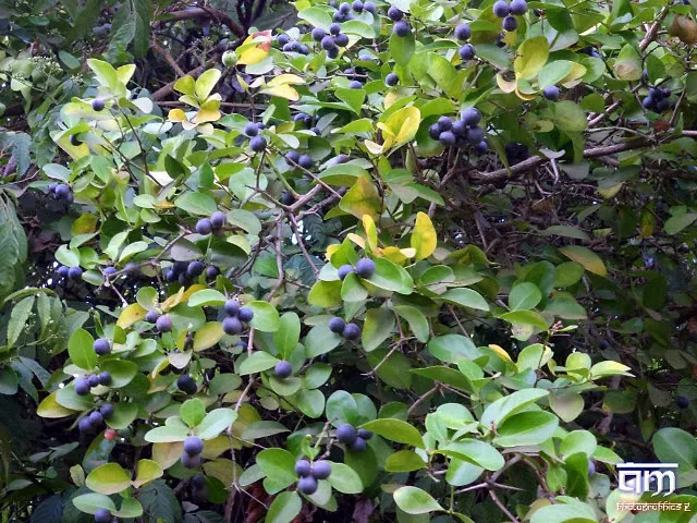 Irshalgad Trek