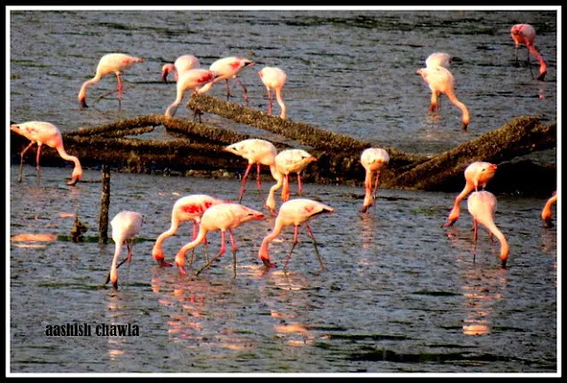 Flamingo Watch at Sewri Mudflats