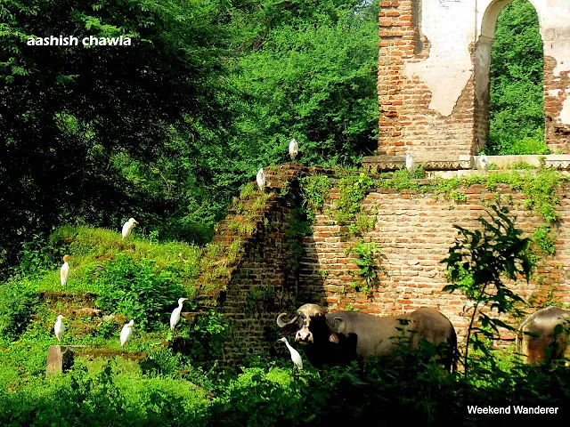 Champaner Series | Iteri Masjid | Part 3